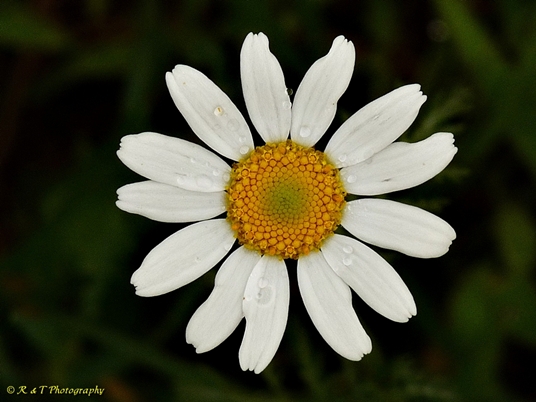 {Tanacetum cinerariifolium}